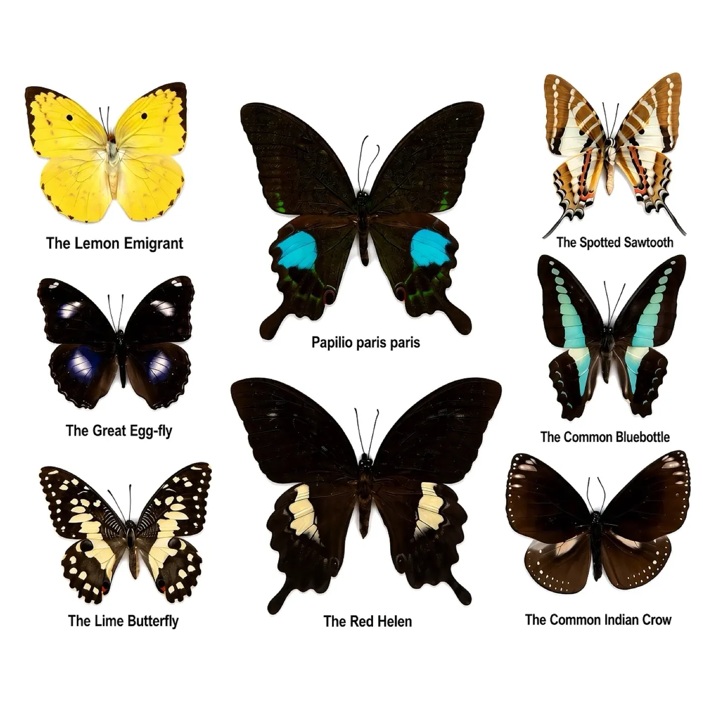 Butterflies